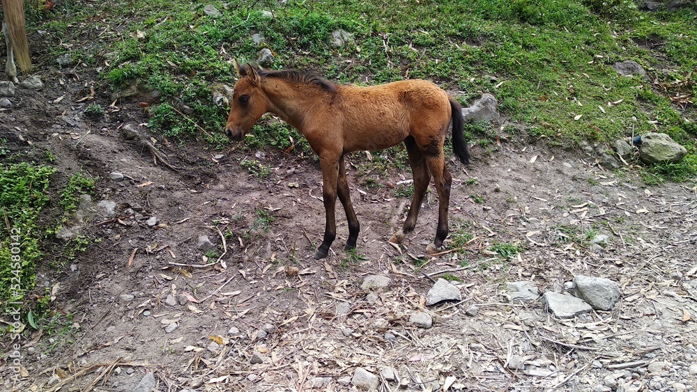 foal