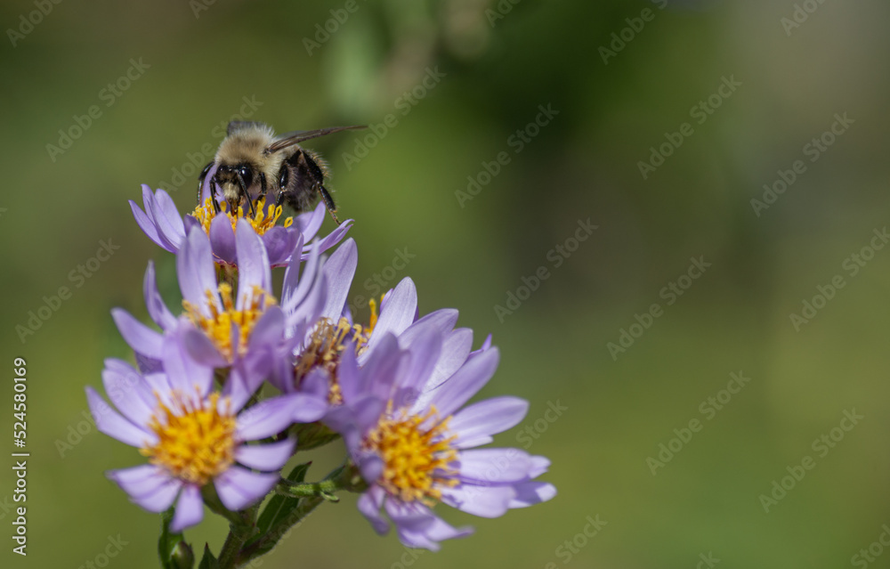 bee on a flower bee on a flower