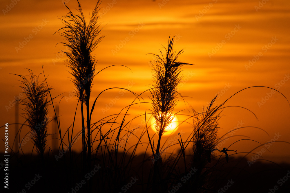 silhouette sunset reeds