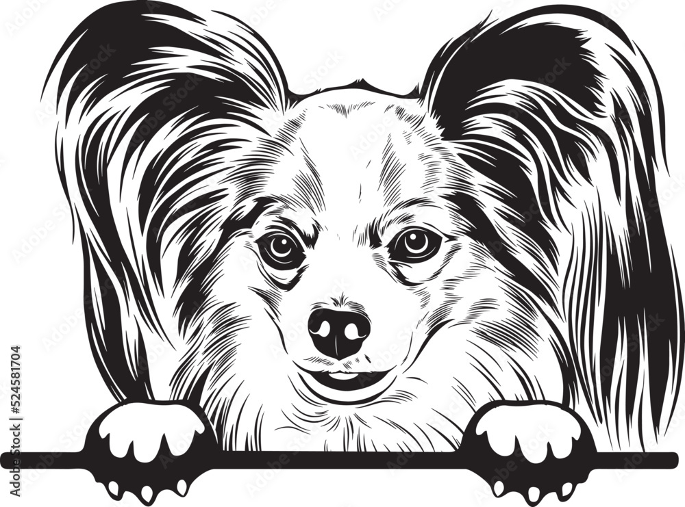 Papillon Peek A Boo | Peekaboo | Peeking Dog Face vector eps