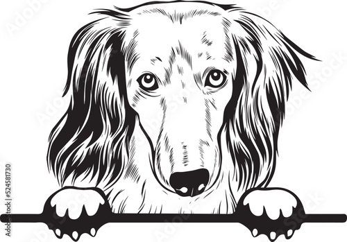 Long Haired Dachshund Peek A Boo | Peekaboo | Peeking Dog Face vector eps