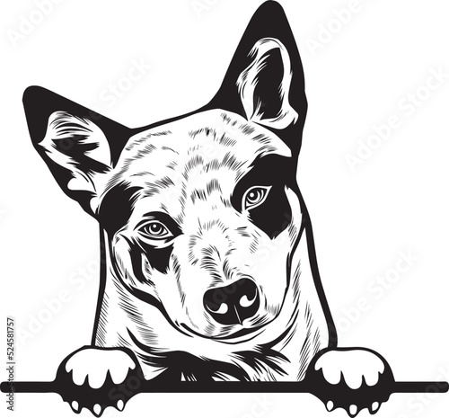 Australian Cattle Peek A Boo | Peekaboo | Peeking Dog Face vector eps