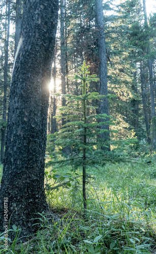 sunlight in the forest