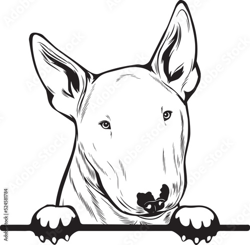 Photography Bull Terrier Peek A Boo | Peekaboo | Peeking Dog Face vector eps