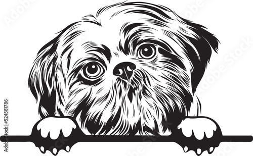Shih Tzu Peek A Boo | Peekaboo | Peeking Dog Face vector eps