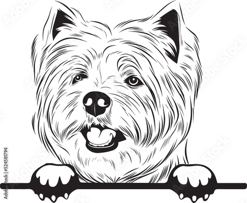 Φωτογραφία West Highland White Terrier Peek A Boo | Peekaboo | Peeking Dog Face vector eps