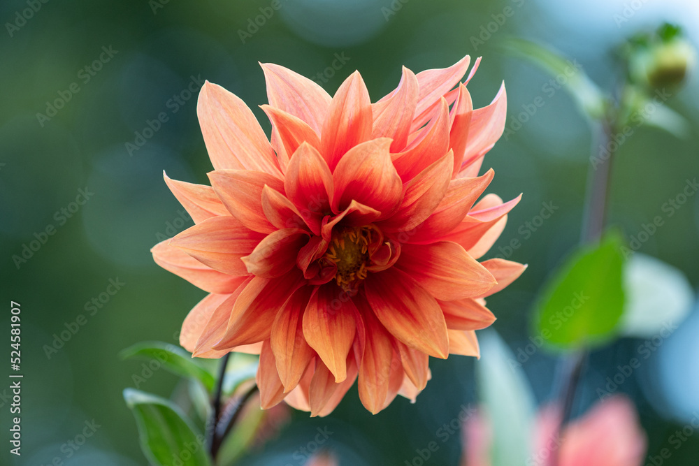 red dahlia flower in garden red dahlia flower in garden