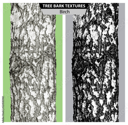 The texture of birch bark. Vector isolated realistic black and white and multicolor illustration of birch trunks.