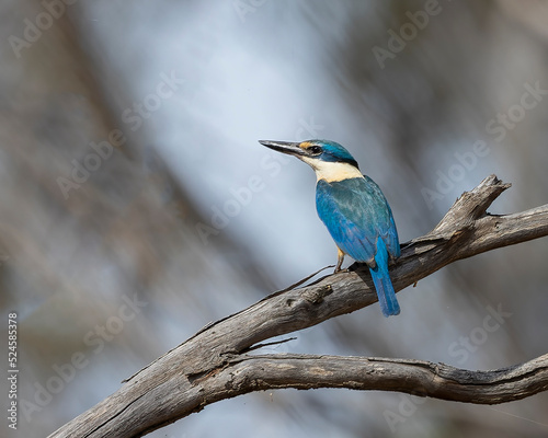 The Sacred Kingfisher (Todiramphus sanctus) is a medium sized kingfisher with a turquoise back, turquoise blue rump and tail, buff-white underparts and a broad cream collar