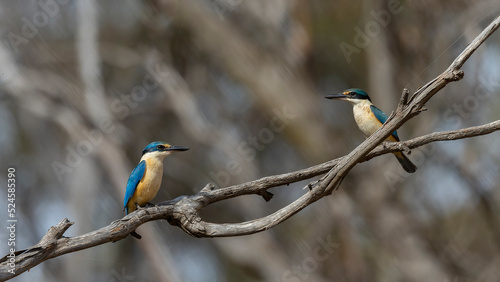 The Sacred Kingfisher (Todiramphus sanctus) is a medium sized kingfisher with a turquoise back, turquoise blue rump and tail, buff-white underparts and a broad cream collar © wrightouthere