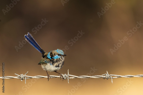 An adult male Superb Fairywren (Malurus cyaneus) in its rich blue and black breeding plumage perched on a branch