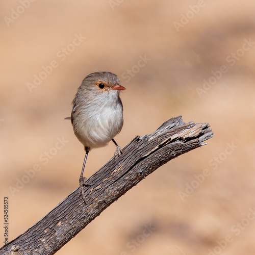 An adult female Splendid Fairywren (Malurus splendens) perched on a branch