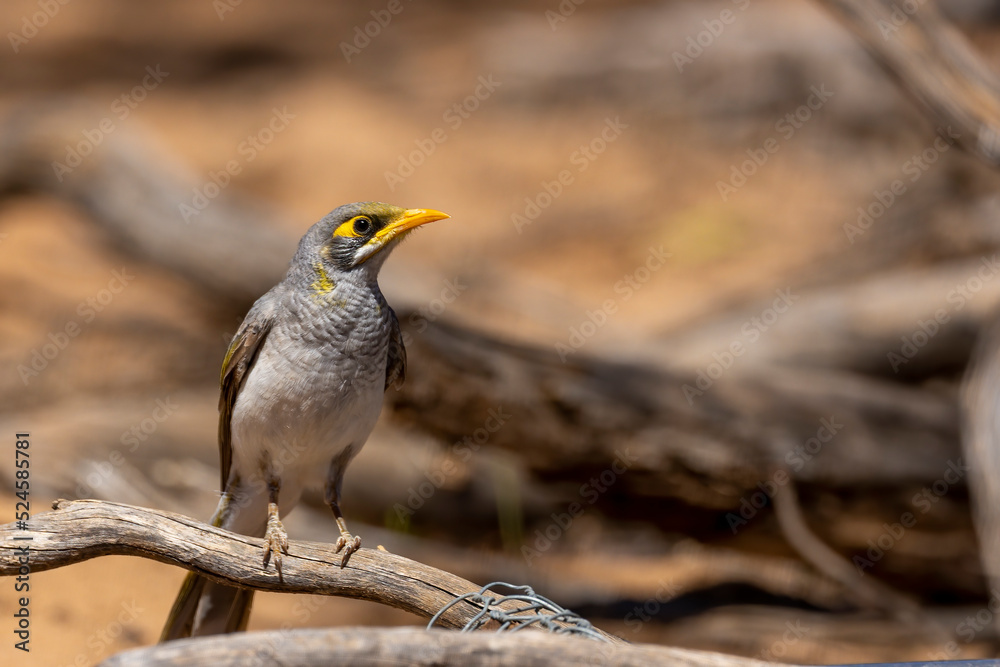 A medium sized grey coloured honyeater, with a black face and a distinctive yellow forehead and sides of throat known as the Yellow-throated Miner (Manorina flavigula) A medium sized grey coloured honyeater, with a black face and a distinctive yellow forehead and sides of throat known as the Yellow-throated Miner (Manorina flavigula)