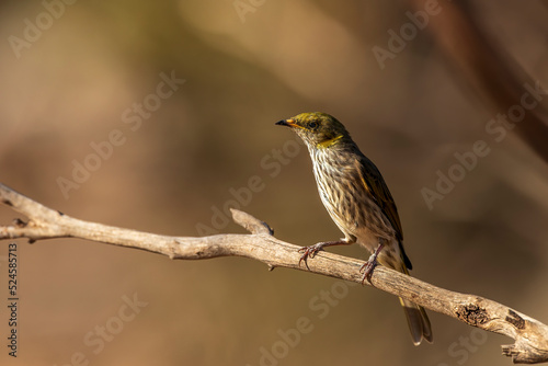 The Yellow-plumed Honeyeater (Lichenostomus ornatus) is a medium-sized bird with a relatively long, down-curved black bill, a dark face and a distinctive, upswept yellow neck plume