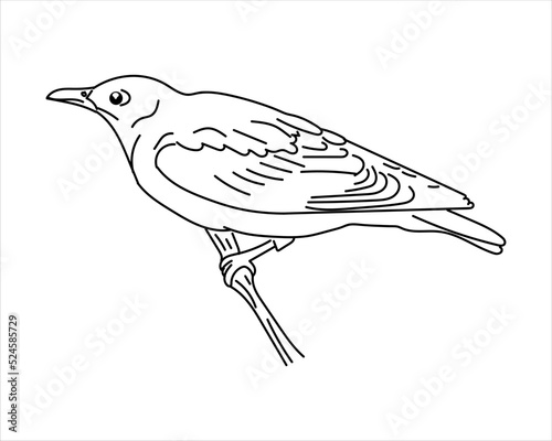 hand drawn oriole bird. Illustrator of doodle bird oriole on a white background. can be used for coloring, etc.