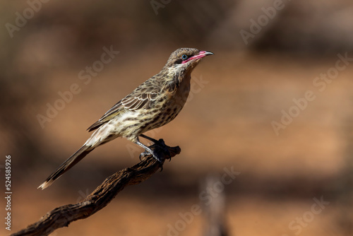 The Spiny-cheeked Honeyeater (Acanthagenys rufogularis) is a large, cinnamon-breasted honeyeater with dark-tipped pink bill