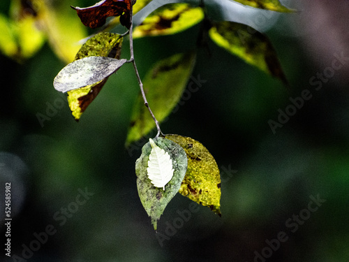 Olor a Otoño photo