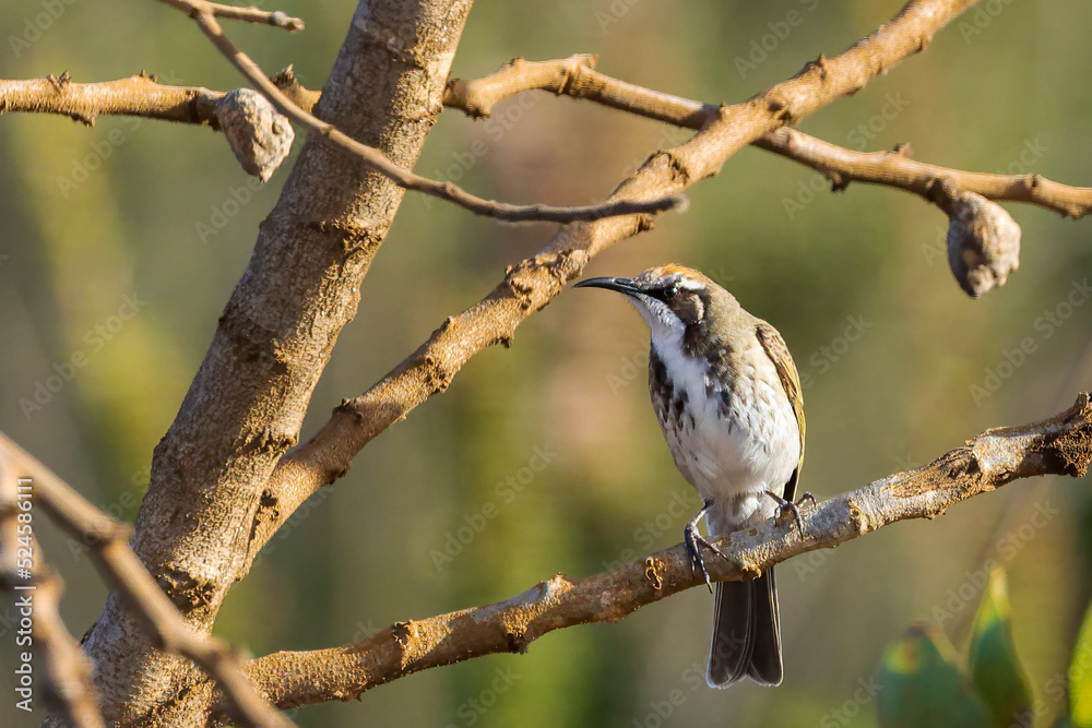 The Tawny-crowned Honeyeater (Gliciphila melanops) is a pale brown medium sized bird with a whitish throat and bib. Its distinctive tawny crown gives rise to its name The Tawny-crowned Honeyeater (Gliciphila melanops) is a pale brown medium sized bird with a whitish throat and bib. Its distinctive tawny crown gives rise to its name