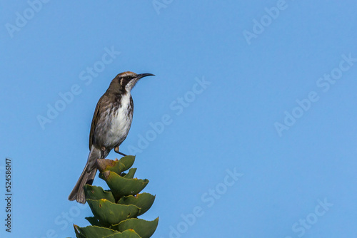 The Tawny-crowned Honeyeater (Gliciphila melanops) is a pale brown medium sized bird with a whitish throat and bib. Its distinctive tawny crown gives rise to its name