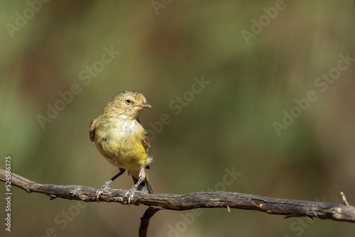 The tiny Australian bird with very short, stubby bill known as a Weebill (Smicrornis brevirostris)