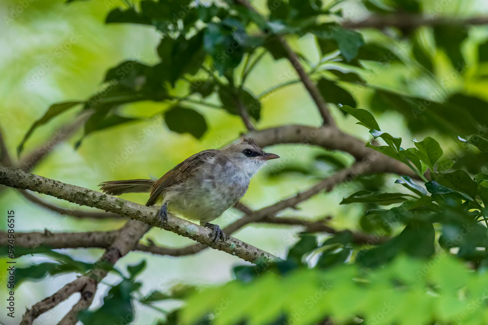 Fototapeta premium The Yellow-vented Bulbul (Pycnonotus goiavier) is a medium sized pale colored bird with an eye stripe, brown crest and a yellow vent.