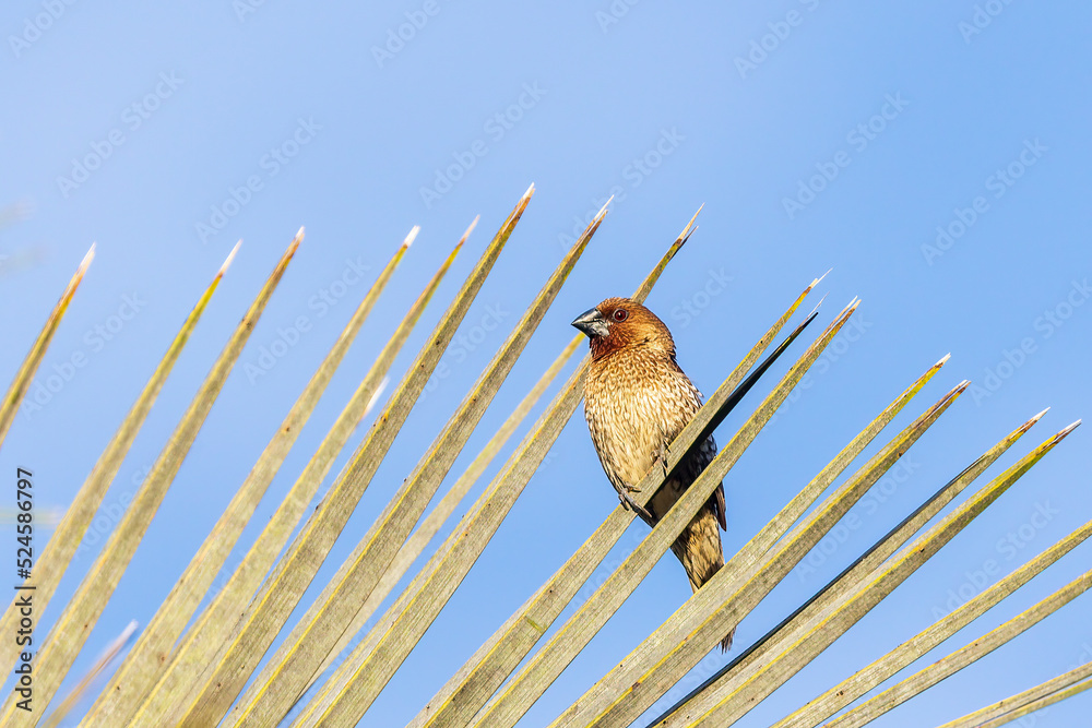 A small finch-like bird with scale-like feather markings on its breast
