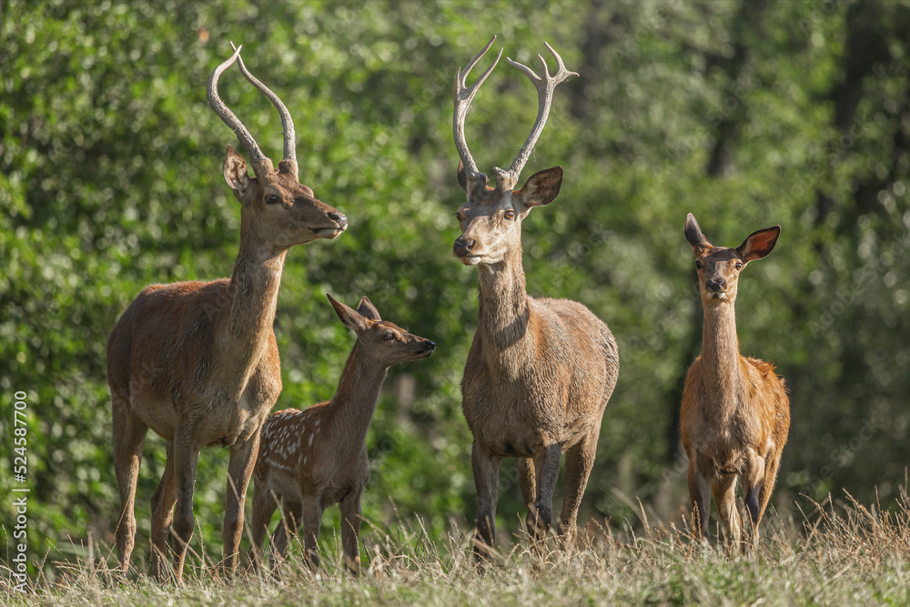 Portrait of a red deer in late summer outdoors, cervus elaphus Portrait of a red deer in late summer outdoors, cervus elaphus