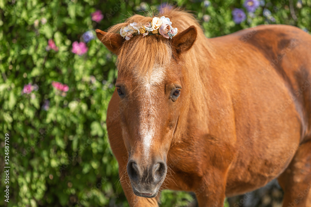 Portrait of a cute senior shetland pony wearing a flower boquet Portrait of a cute senior shetland pony wearing a flower boquet