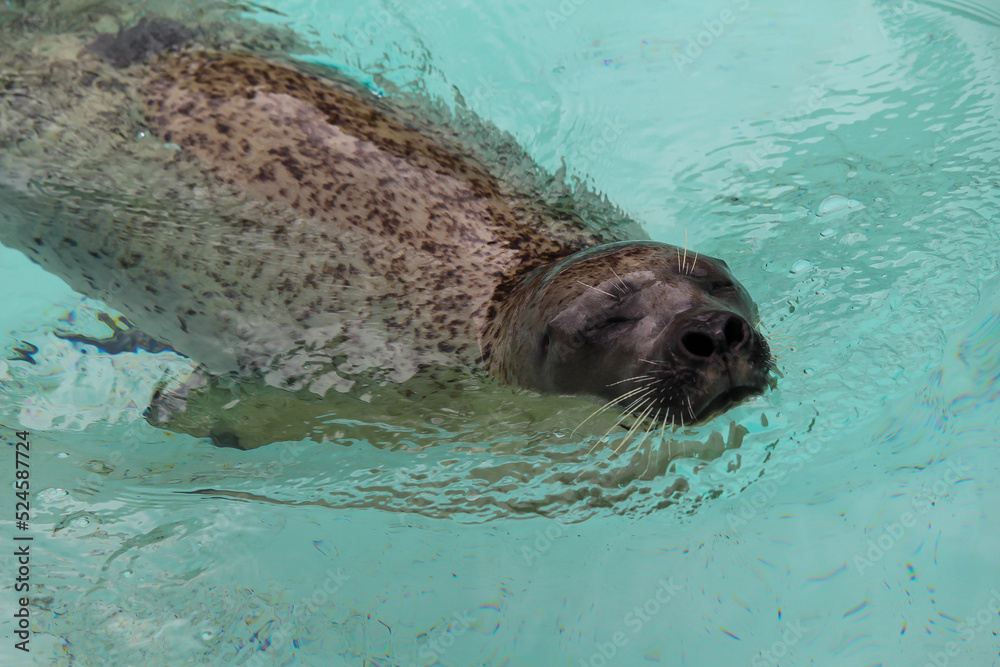 Obraz premium Seals in the zoo in Gaspé, QC, Canada