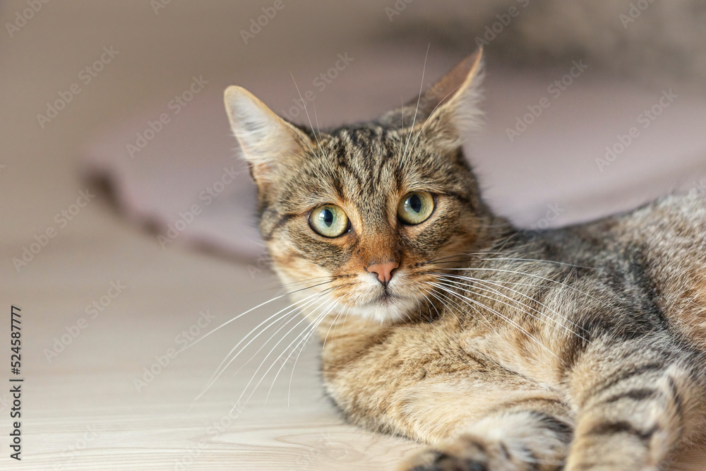 Portrait of a male striped cat playing indoors