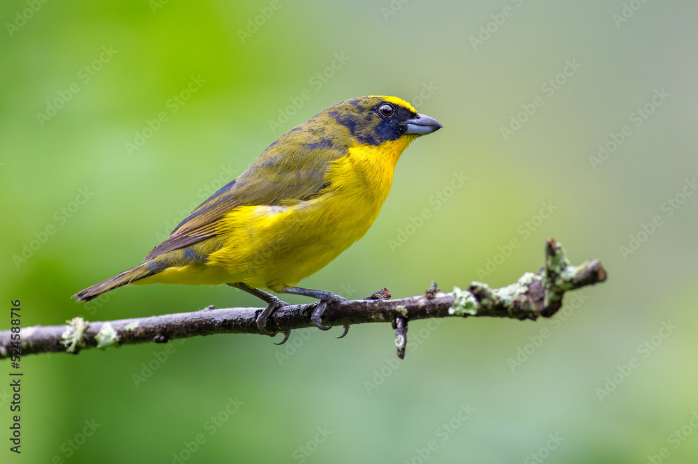 Thick-billed Euphonia (euphonia laniirostris). Small bird molting juvenile plumage Thick-billed Euphonia (euphonia laniirostris). Small bird molting juvenile plumage