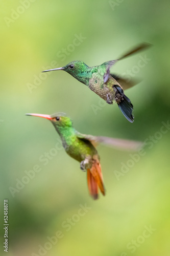 Steely-vented Hummingbird (saucerottia saucerrottei) and Rufous-tailed Hummigbird (amazilia tzacatl) in fly