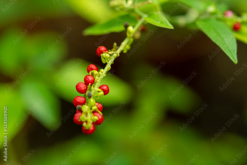 Plants from the botanical garden in Sofia