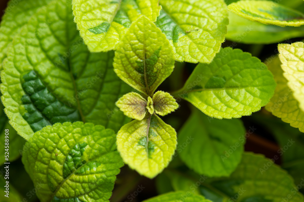 Plants from the botanical garden in Sofia