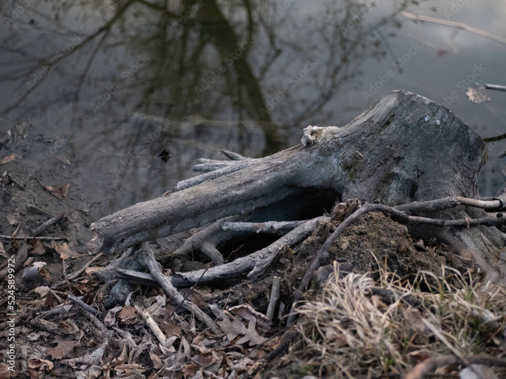 dead tree stump dead tree stump