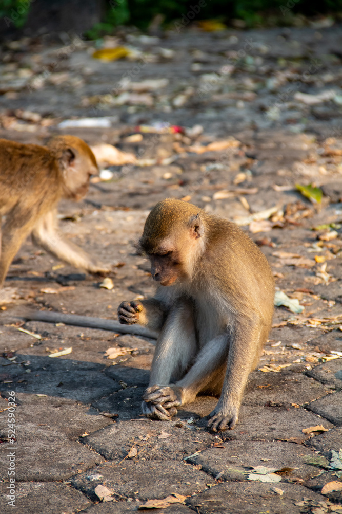 A monkey sitting on a paving road in a protected forest area in the city