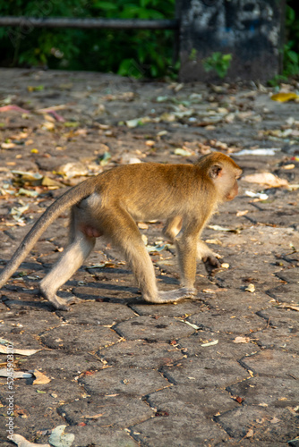 Monkey walking on paved road in protected forest area in city
