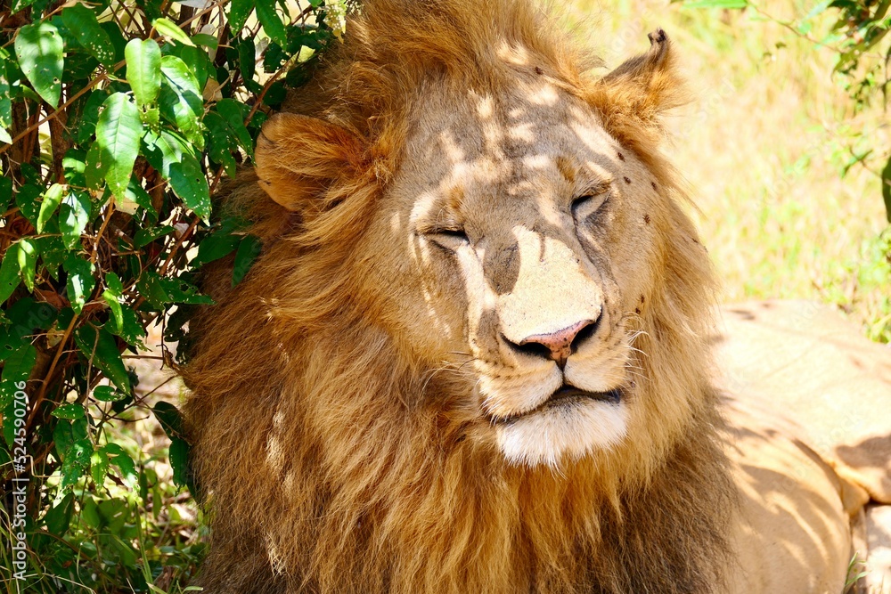 Fototapeta premium Kenya