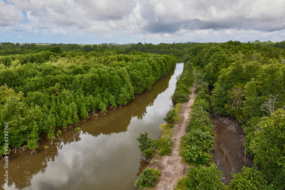 Top view of mangroves swamp forest showing the river in perspective with cloudy sky.