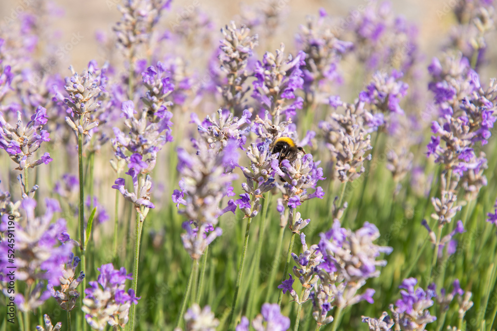 striped bumblebees and bees collect nectar and pollinate purple lavender flowers striped bumblebees and bees collect nectar and pollinate purple lavender flowers