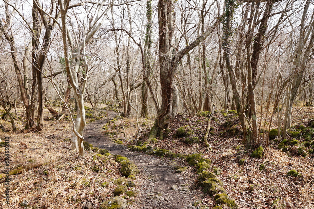 fine path through bare trees and vines fine path through bare trees and vines