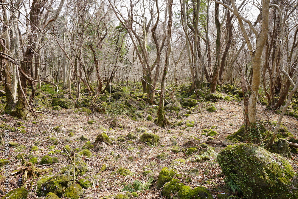Fototapeta premium wild winter forest with mossy rocks and bare trees and path