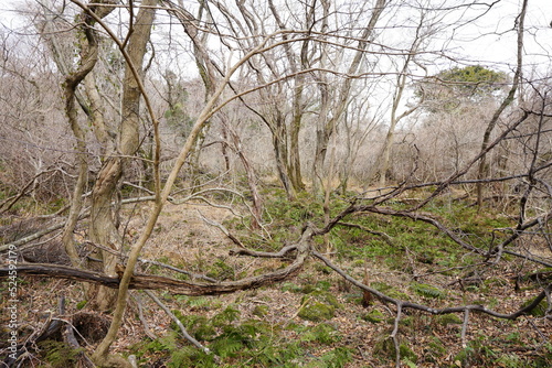 fallen trees in winter forest