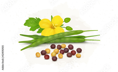 Mustard seed with mustard plant flower and beans vector illustration