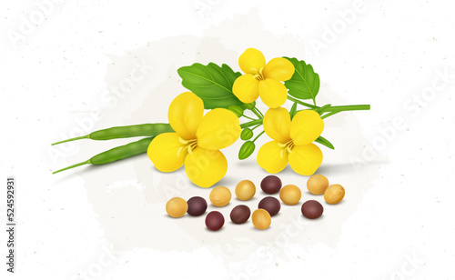 Mustard seed and flower with mustard plant green beans photo