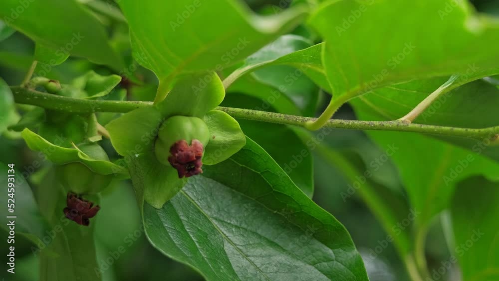 An unripe persimmon fruit on a tree