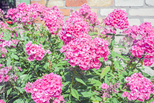 A group of blooming phlox paniculata in the garden. Paniculate phlox is a beautiful and fragrant perennial plant in the garden