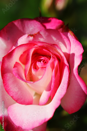 Pink and white color tone rose flower head close up macro photograph taken on a sunny day.