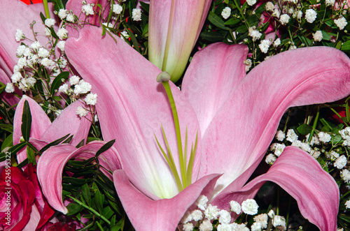 Bouquet of large Lilies .Lilium, belonging to the Liliaceae. Blooming pink tender Lily flower .Pink Stargazer Lily flowers background. Closeup of pink stargazer lilies and green foliage. Summer