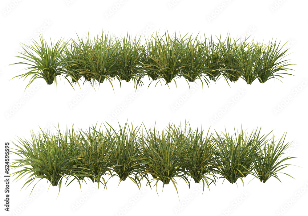 Shrubs and grass on a transparent background
Shrubs and grass on a transparent background